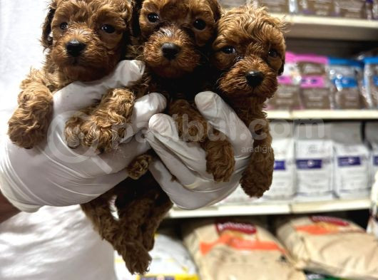 Toy Poodle Ve Korean Poodle Yavrularımız Teslime Hazır görsel