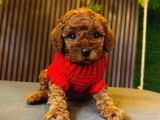 TOY POODLE ANNE ALTINDAN