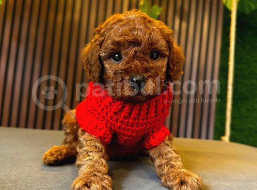 TOY POODLE ANNE ALTINDAN