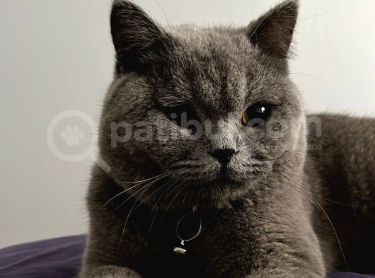 British Shorthair