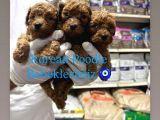 Toy poodle ve Korean poodle yavrularımız teslime hazır