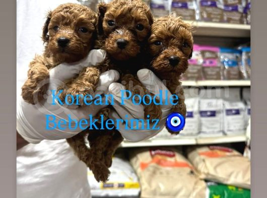 Toy Poodle Ve Korean Poodle Yavrularımız Teslime Hazır