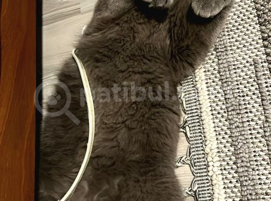 British Shorthair görsel
