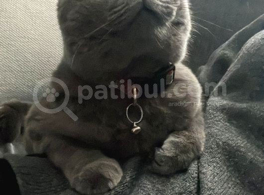British Shorthair görsel