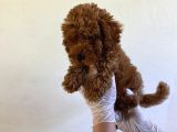 Wc Eğitimli Orjinal Poodle Yavrum