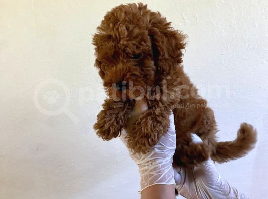 Wc Eğitimli Orjinal Poodle Yavrum görsel