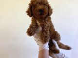 Wc eğitimli orjinal poodle yavrum