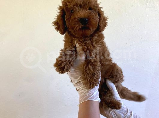 Wc Eğitimli Orjinal Poodle Yavrum