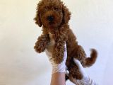 Wc Eğitimli Orjinal Poodle Yavrum