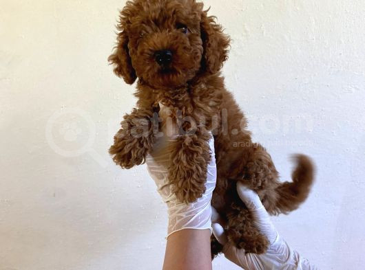 Wc Eğitimli Orjinal Poodle Yavrum görsel