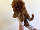 Wc Eğitimli Orjinal Poodle Yavrum