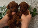 Benzersiz Güzellikte Toy Boy Çiş Eğitimli Poodle Bebeğim