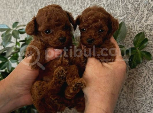 Benzersiz Güzellikte Toy Boy Çiş Eğitimli Poodle Bebeğim görsel