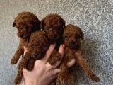 Benzersiz Güzellikte Toy Boy Çiş Eğitimli Poodle Bebeğim