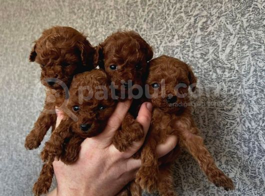 Benzersiz Güzellikte Toy Boy Çiş Eğitimli Poodle Bebeğim görsel