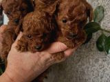 Benzersiz güzellikte toy boy çiş eğitimli poodle bebeğim