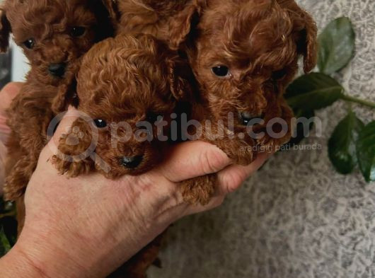 Benzersiz Güzellikte Toy Boy Çiş Eğitimli Poodle Bebeğim