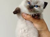 Scottsh blue point chocolate point yavruları