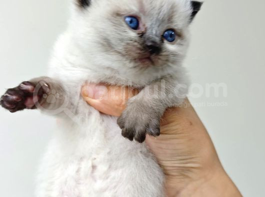 Scottsh Blue Point Chocolate Point Yavruları görsel