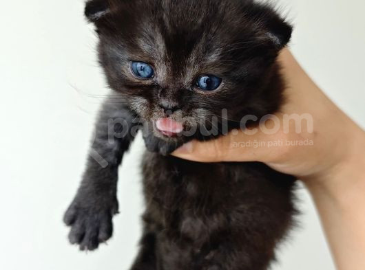 Scottsh Blue Point Chocolate Point Yavruları görsel