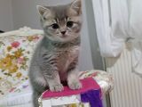 SEVİMLİ SICAK KANLI BEBEK TESLİME HAZIR