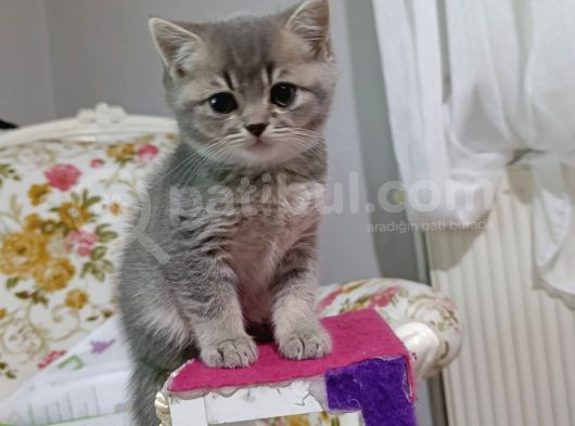 Sevi̇mli̇ Sicak Kanli Bebek Tesli̇me Hazir