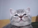 Sevi̇mli̇ Sicak Kanli Bebek Tesli̇me Hazir