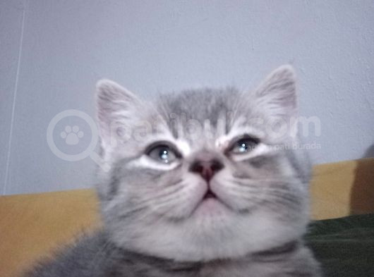 Sevi̇mli̇ Sicak Kanli Bebek Tesli̇me Hazir görsel