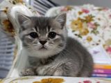 Sevi̇mli̇ Sicak Kanli Bebek Tesli̇me Hazir
