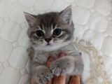 Sevi̇mli̇ Sicak Kanli Bebek Tesli̇me Hazir
