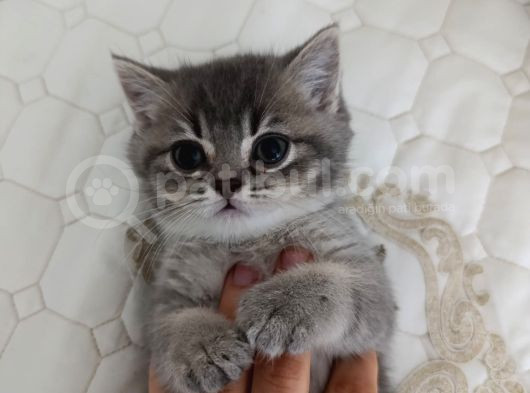 Sevi̇mli̇ Sicak Kanli Bebek Tesli̇me Hazir görsel