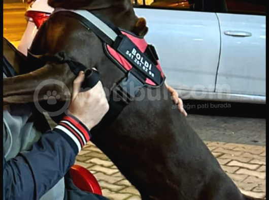Kaliteli Kızıl Doberman İstanbul Elden Teslim Olur 132 Günlk