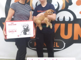 Xxs Mi̇ni̇ Wc Eği̇ti̇mli̇ En İyi̇ Kali̇te Yavrular