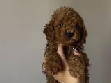 Yakışıklı poodle bebekler