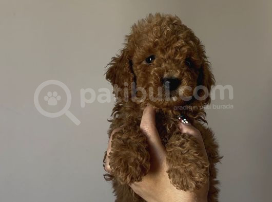 Yakışıklı Poodle Bebekler