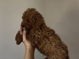 Yakışıklı Poodle Bebekler