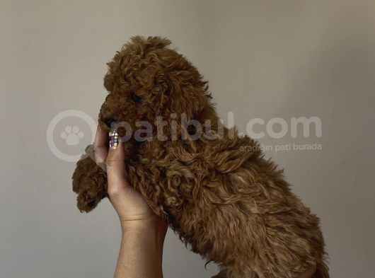 Yakışıklı Poodle Bebekler görsel