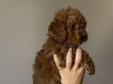 Yakışıklı Poodle Bebekler