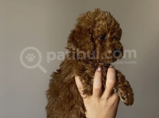 Yakışıklı Poodle Bebekler görsel