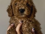 Yakışıklı Poodle Bebekler