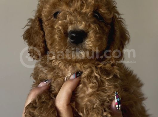 Yakışıklı Poodle Bebekler görsel