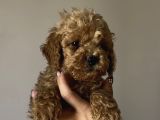 Aşılı sağlıklı poodle bebekler