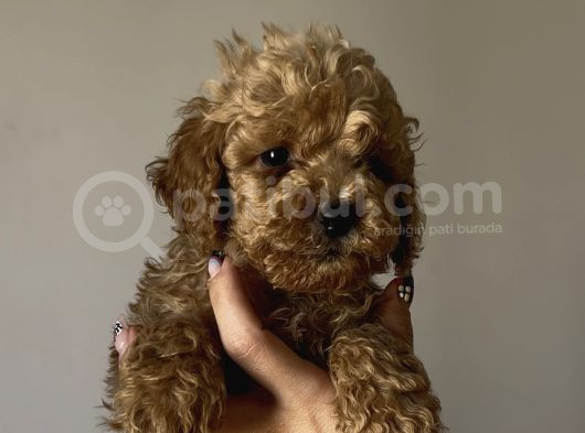 Aşılı Sağlıklı Poodle Bebekler