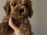 Aşılı Sağlıklı Poodle Bebekler