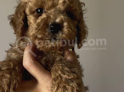 Aşılı Sağlıklı Poodle Bebekler görsel