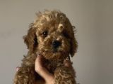 Aşılı Sağlıklı Poodle Bebekler