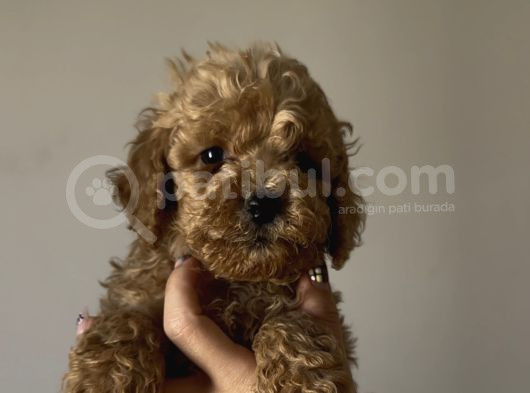 Aşılı Sağlıklı Poodle Bebekler görsel