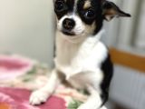 Orjinal Elma Kafa 7 Aylık Erkek Yavru Chihuahua