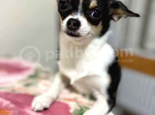 Orjinal Elma Kafa 7 Aylık Erkek Yavru Chihuahua görsel
