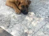 Şemşet - Alman Kurt Ve Pitbull Kırması